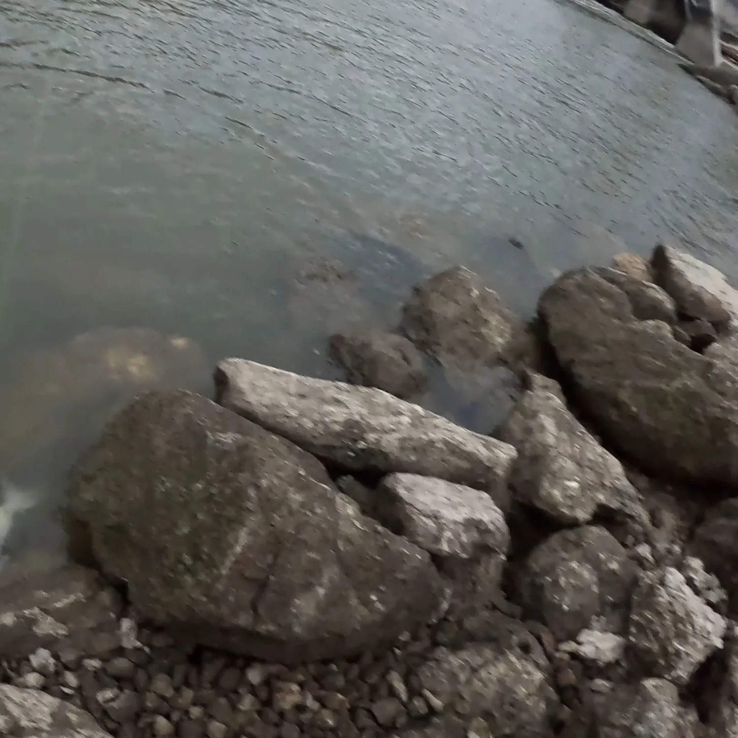 The most recent Silver carp catches on Fishbrain