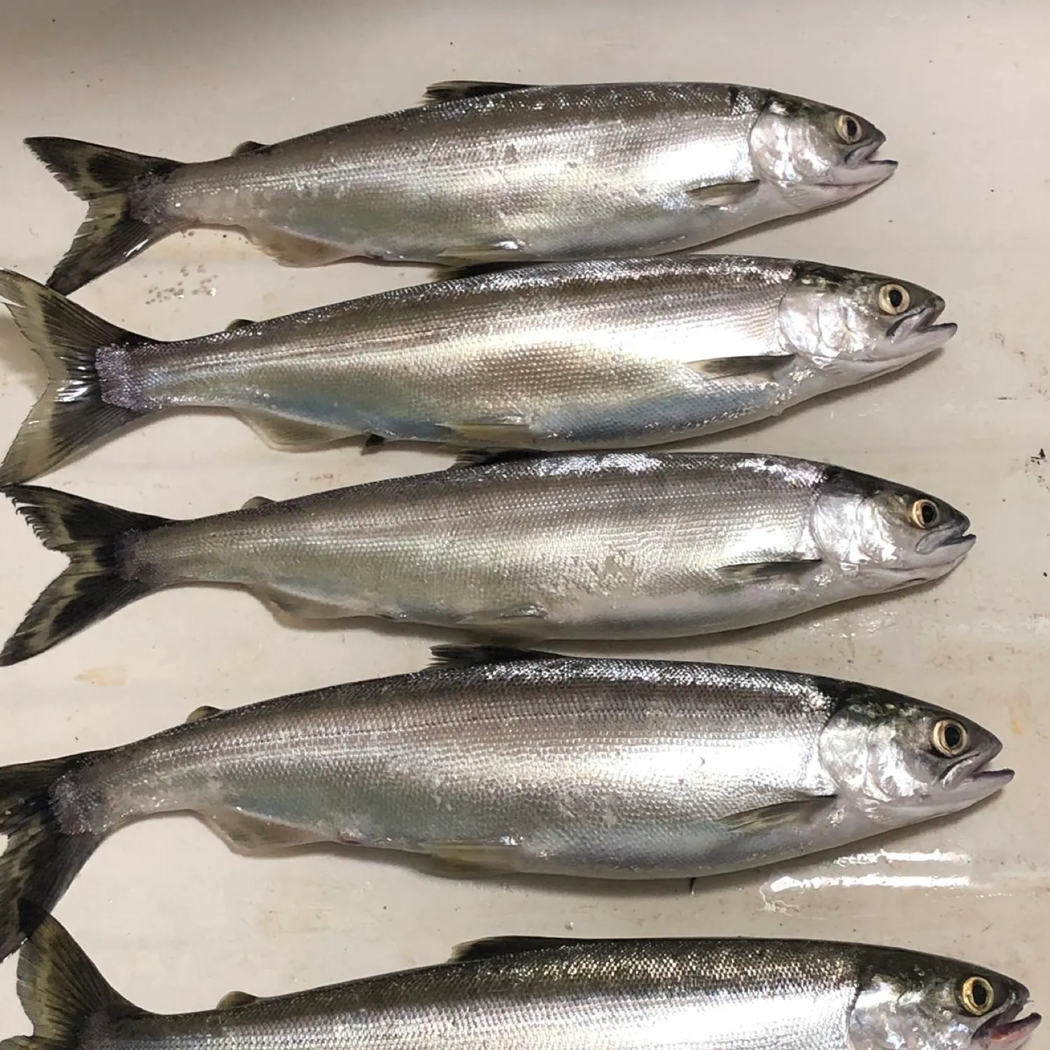 recently logged catches