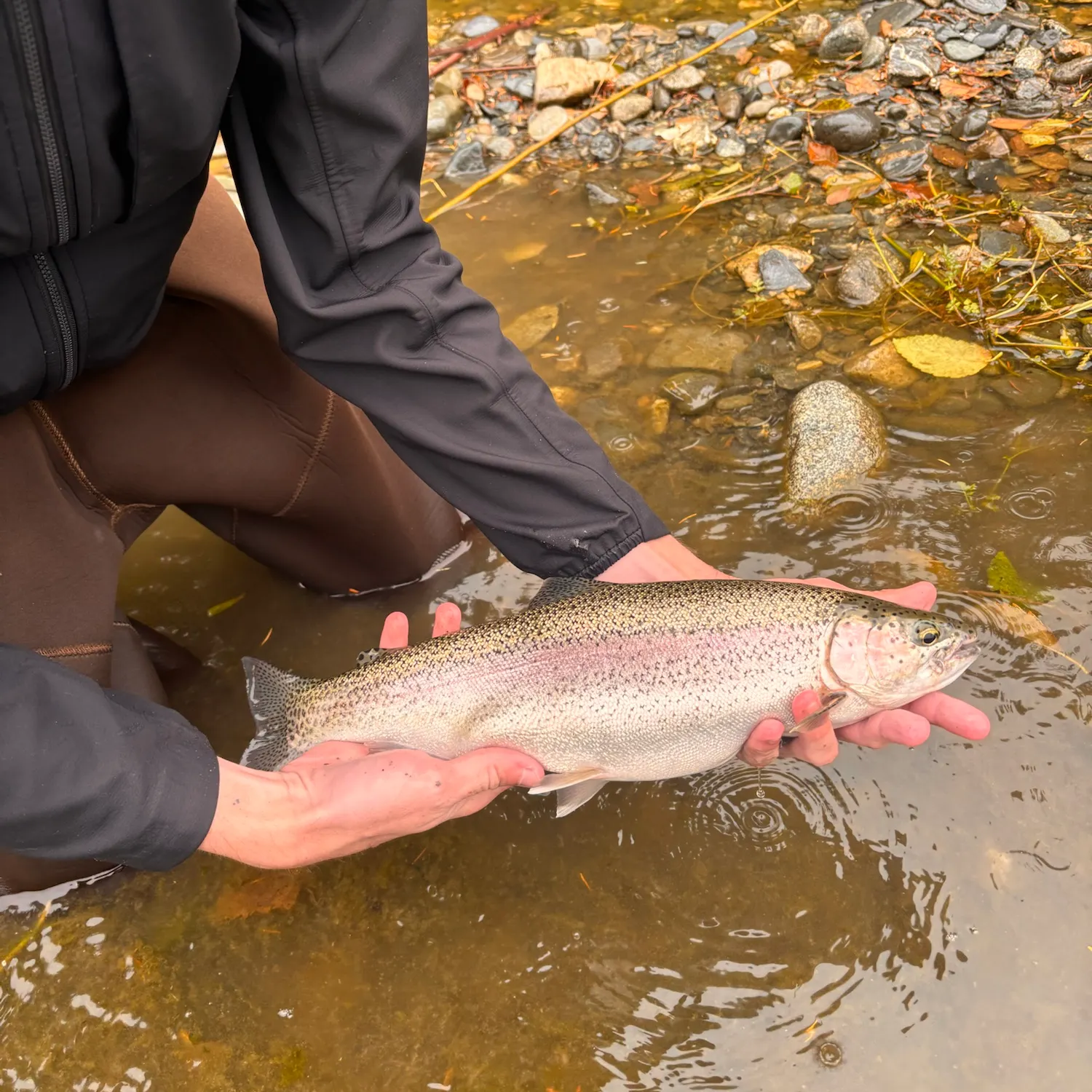 Rainbow trout caught on Fishbrain