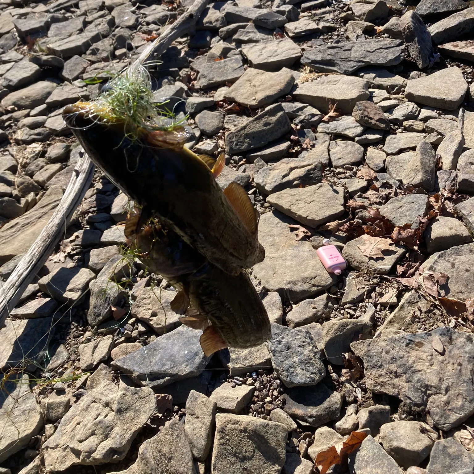 The most recent Flathead catfish catches on Fishbrain