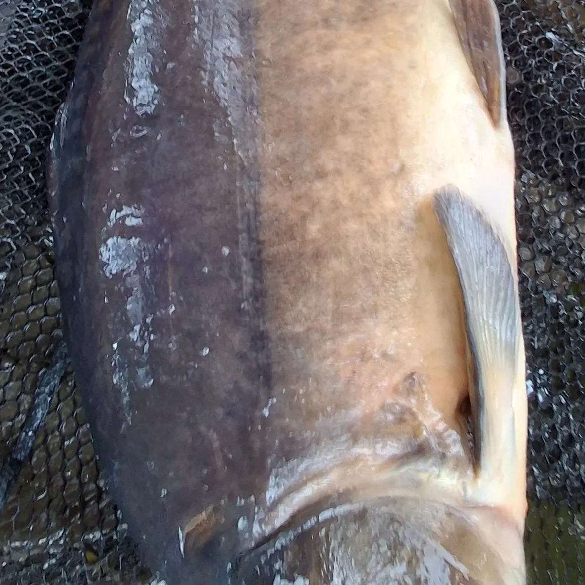 The most recent Leather carp catches on Fishbrain