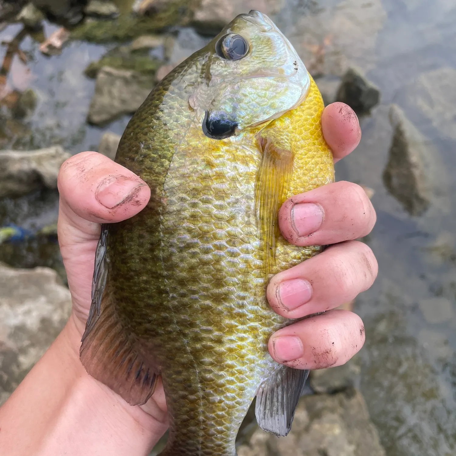 Bluegill caught on Fishbrain