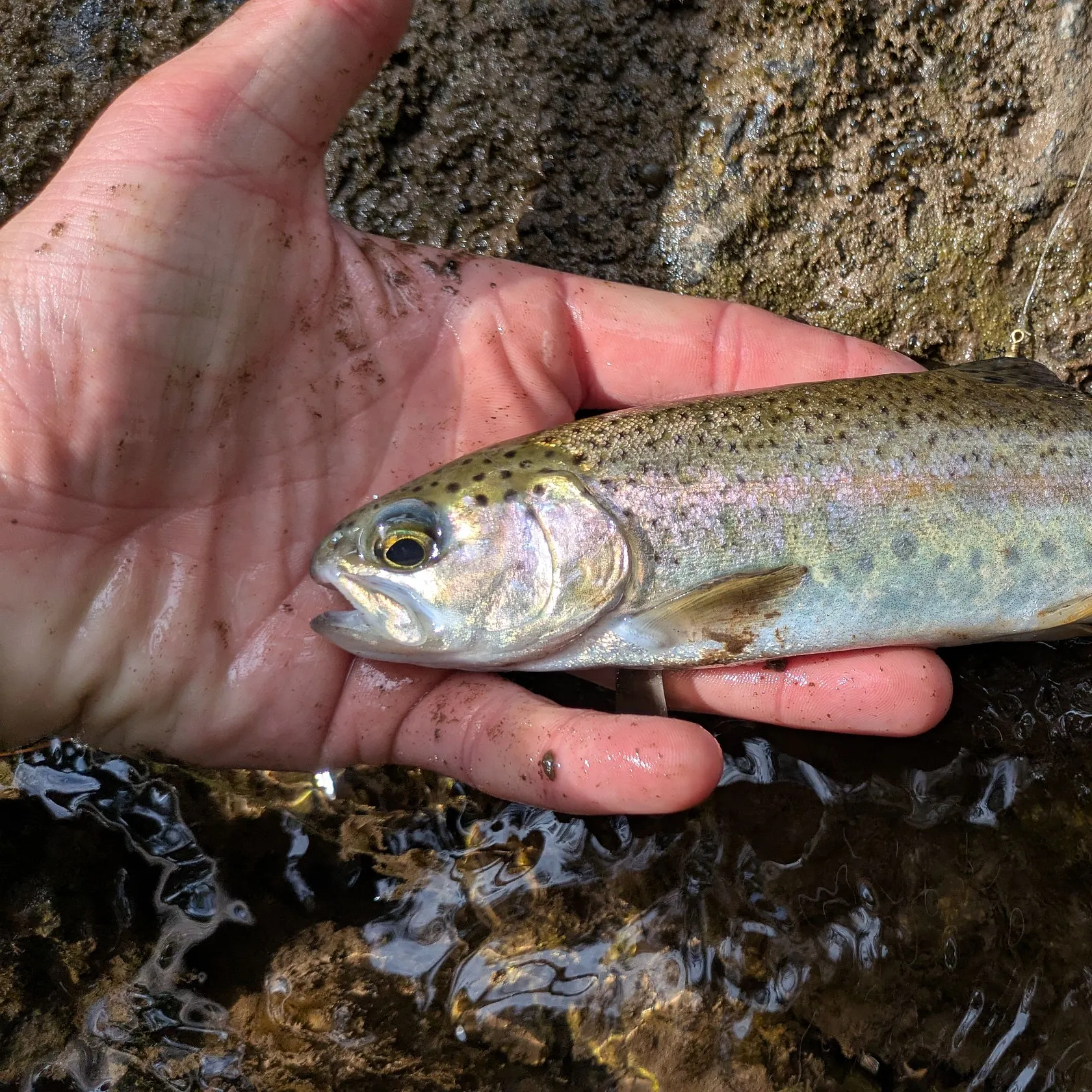 The most recent Rainbow trout catches on Fishbrain