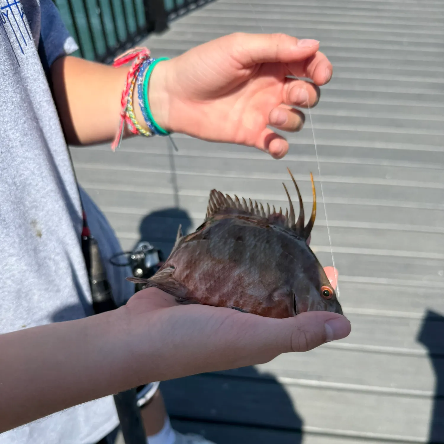 The most recent Hogfish catches on Fishbrain