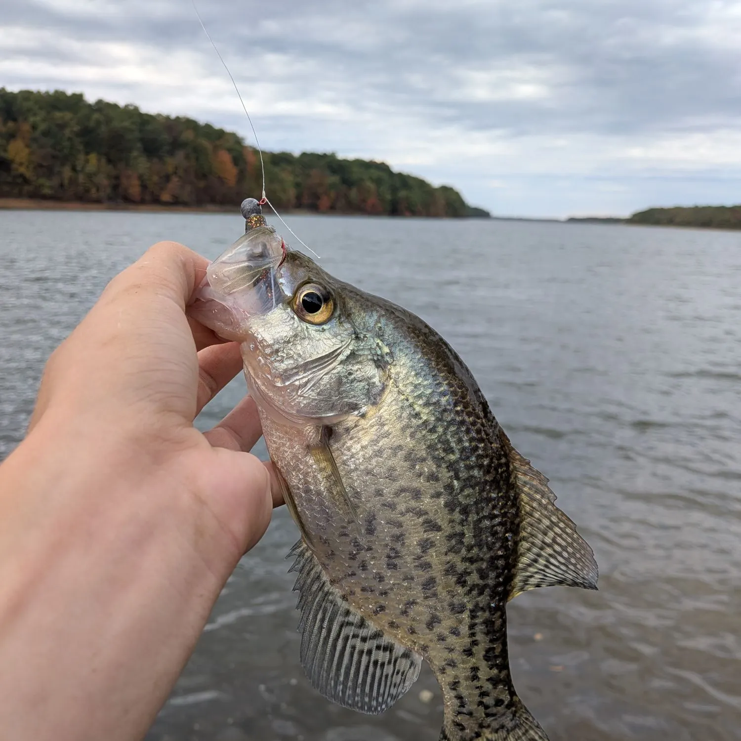 Black crappie caught on Fishbrain