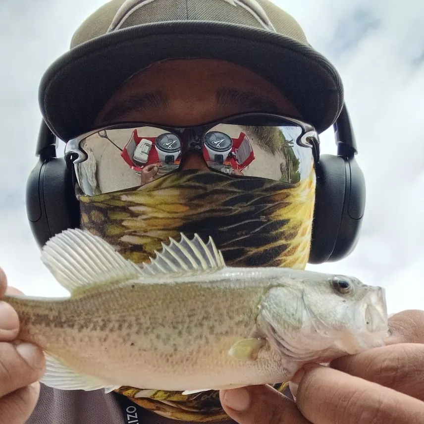 Spotted bass caught on Fishbrain