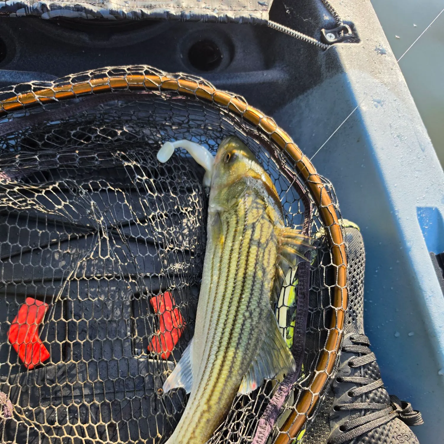 Striped bass caught on Fishbrain