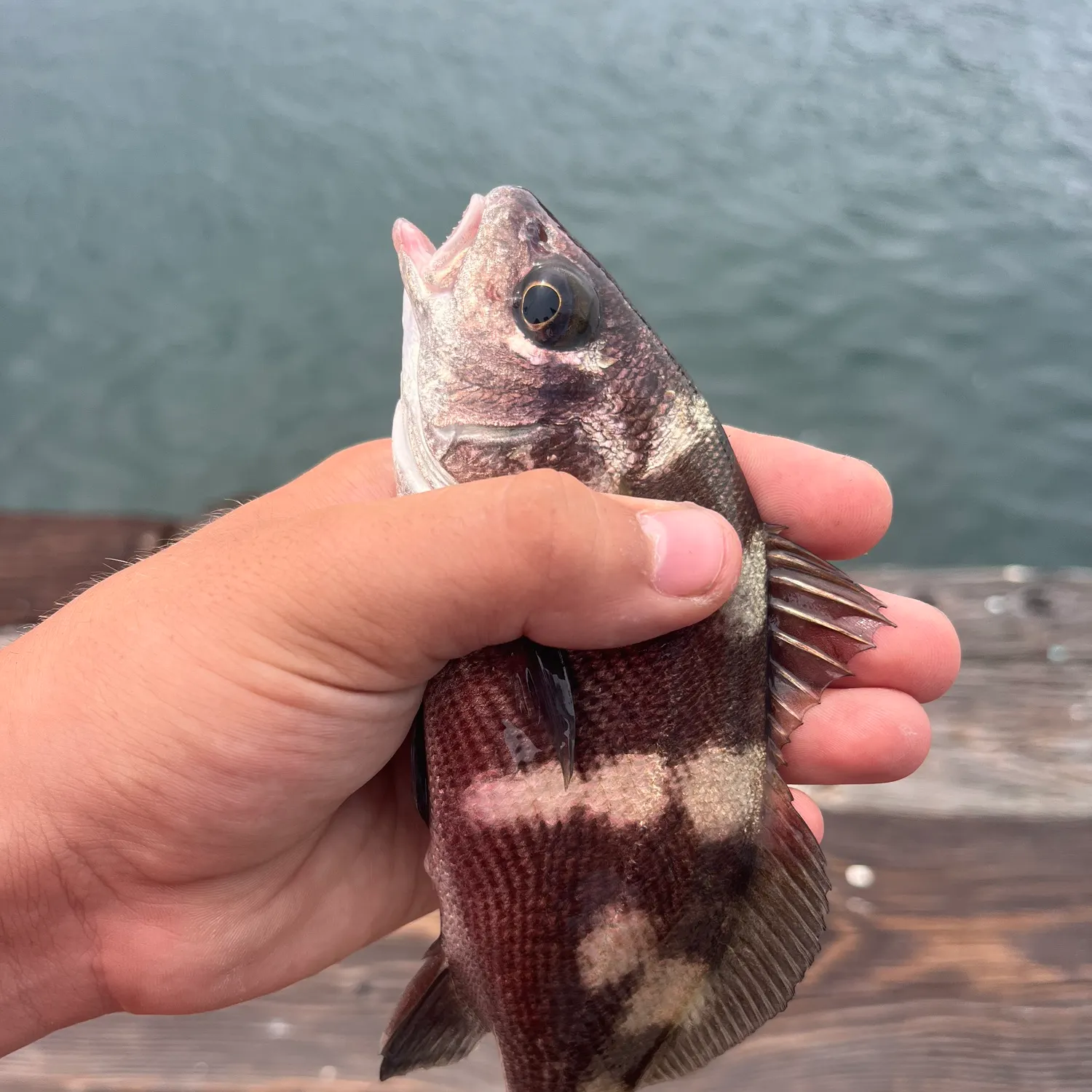 The most recent Black croaker catches on Fishbrain