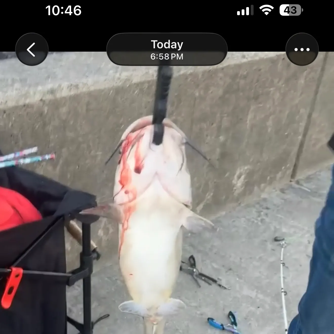 Channel catfish caught on Fishbrain