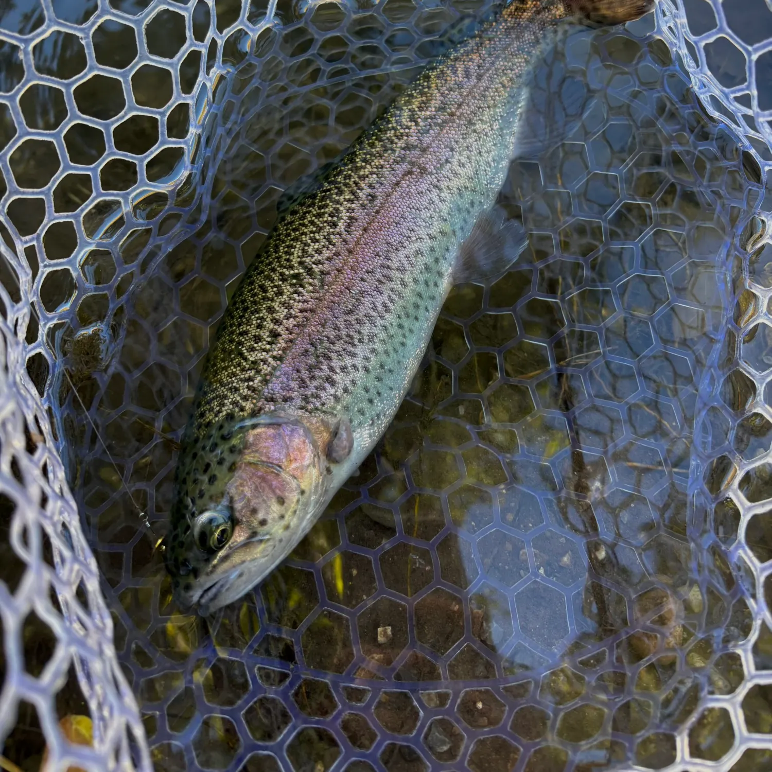 Rainbow trout caught on Fishbrain