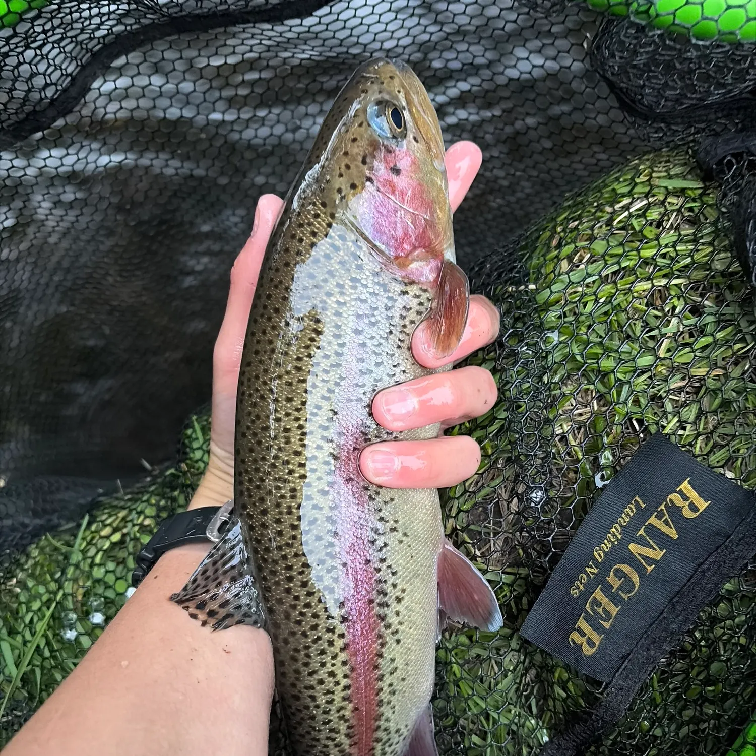Rainbow trout caught on Fishbrain
