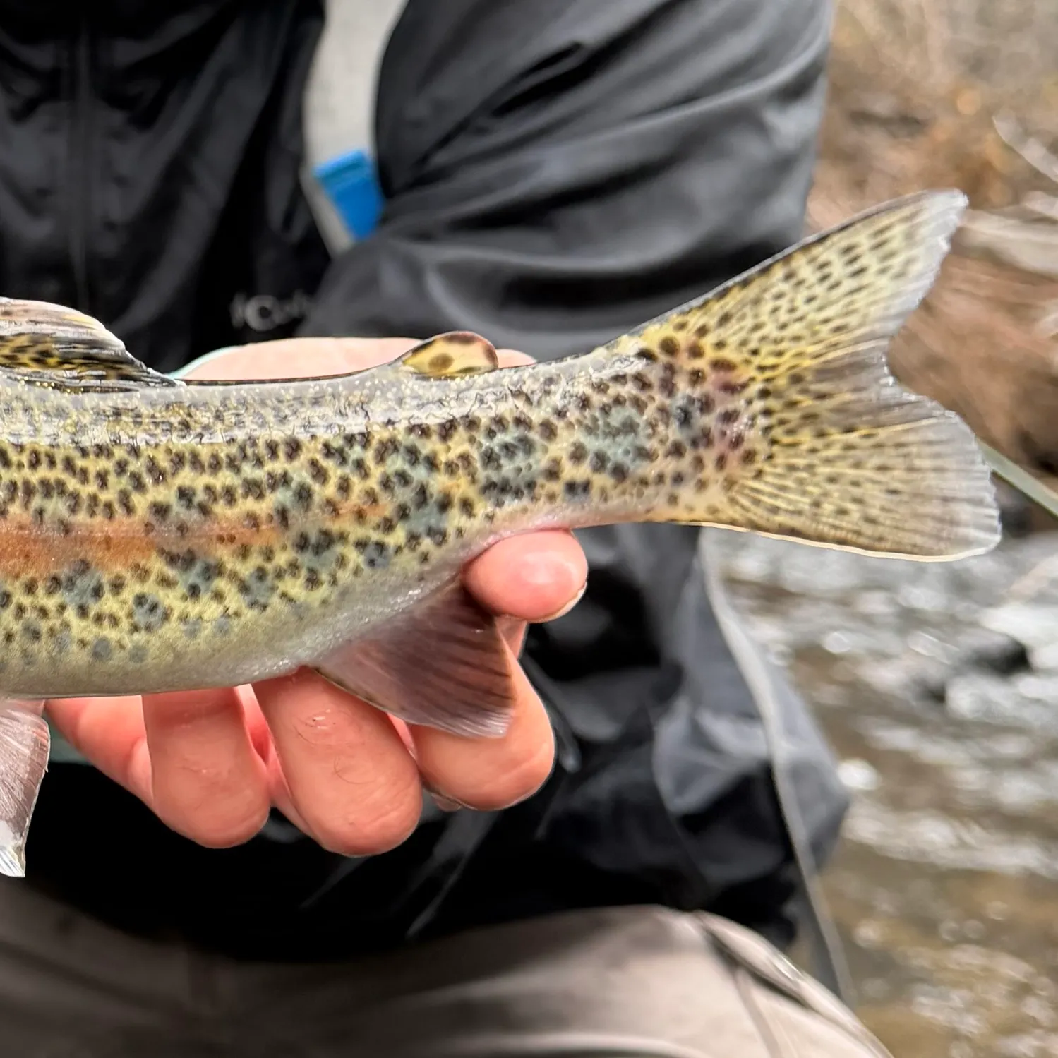 Rainbow trout caught on Fishbrain