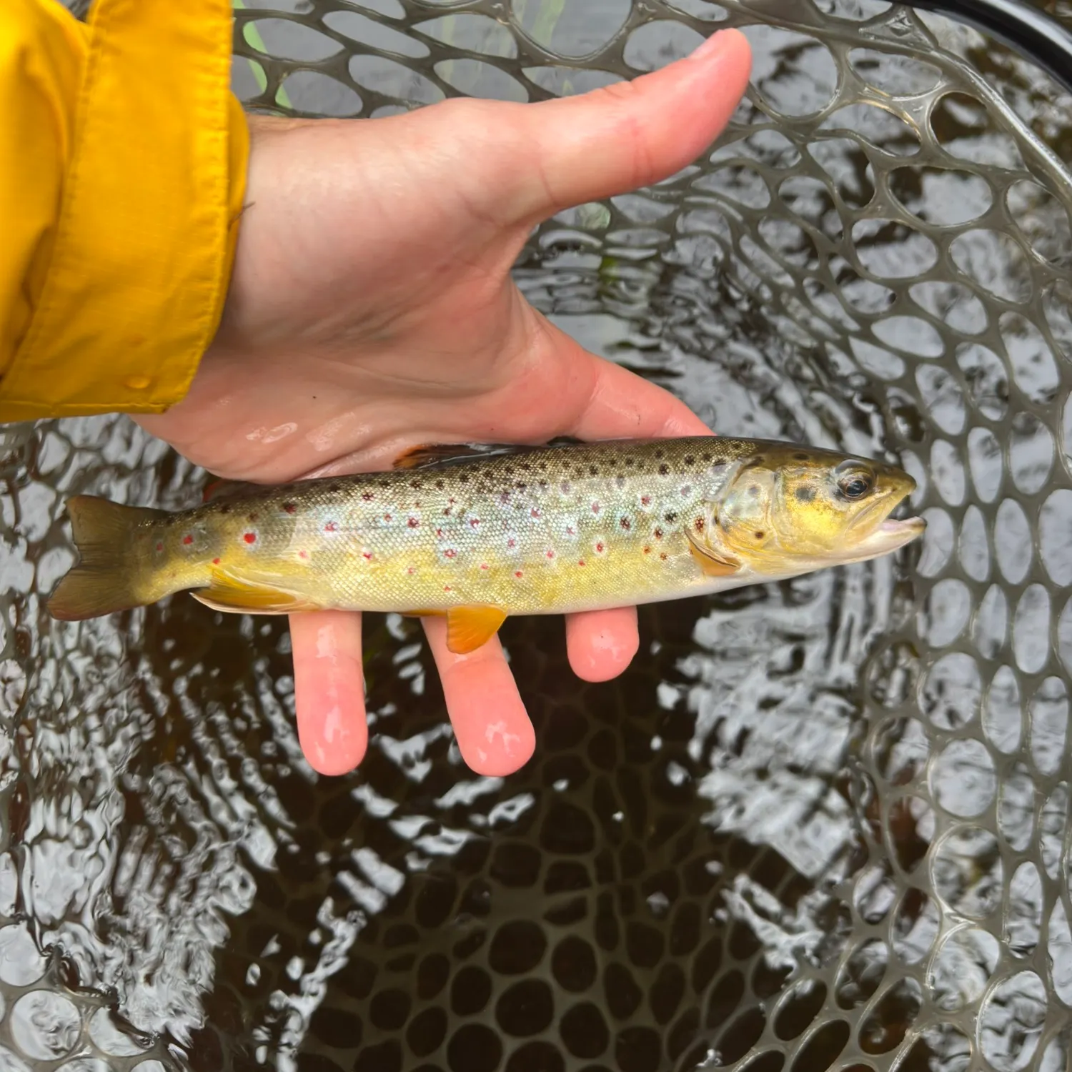 Brown trout caught on Fishbrain