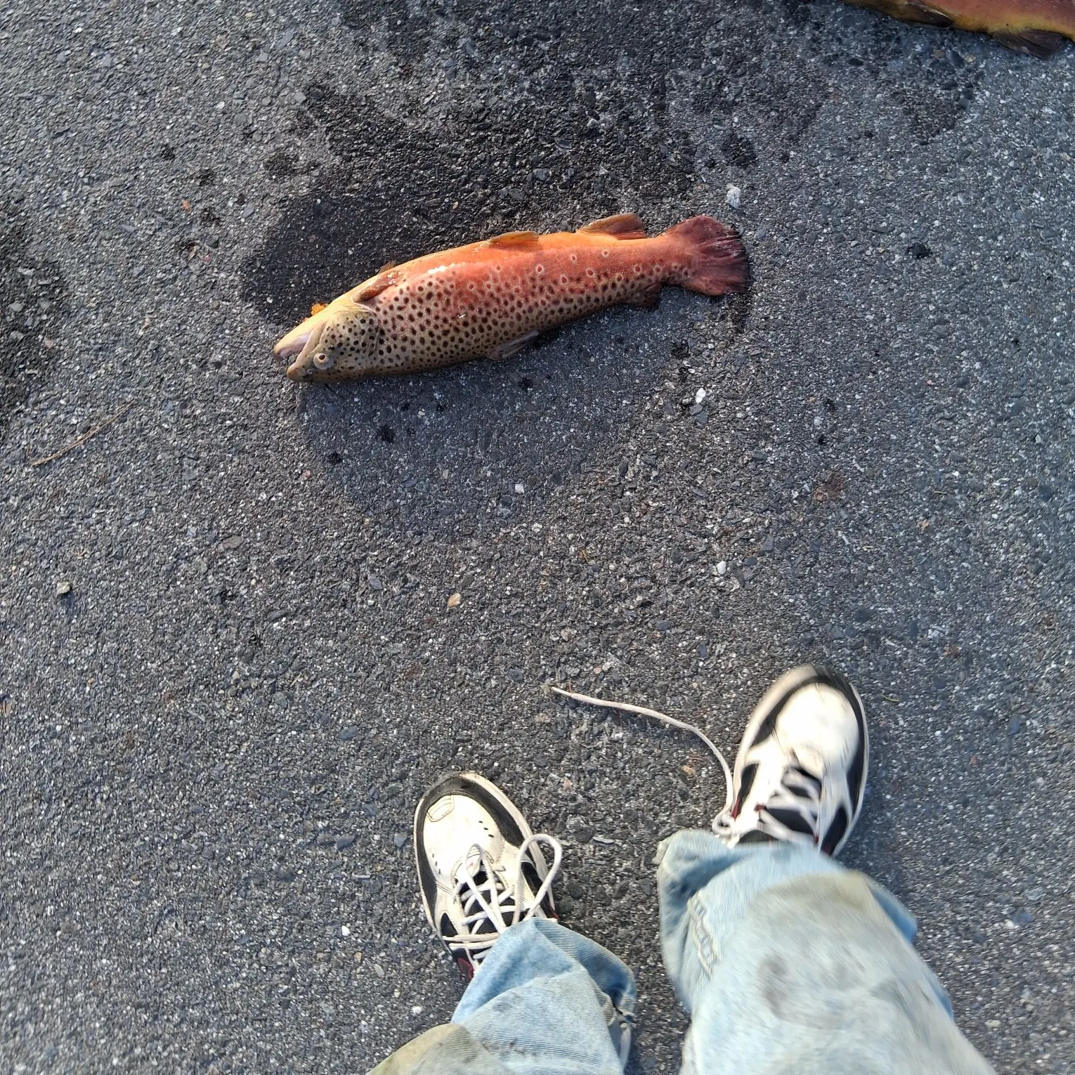 Brown trout caught on Fishbrain
