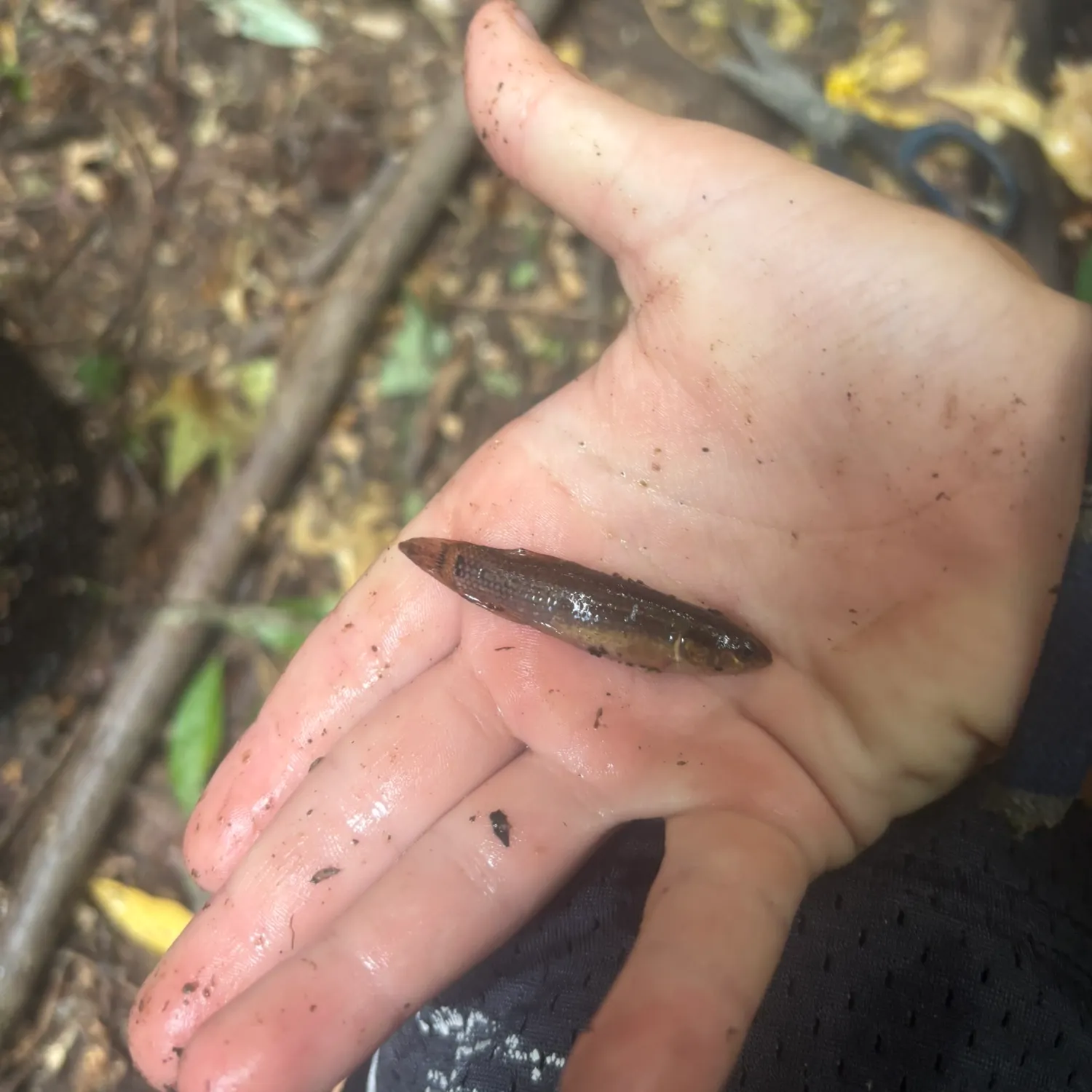 The most recent Eastern mudminnow catches on Fishbrain