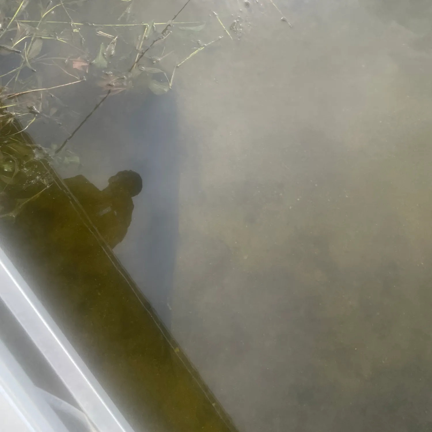 Pumpkinseed caught on Fishbrain