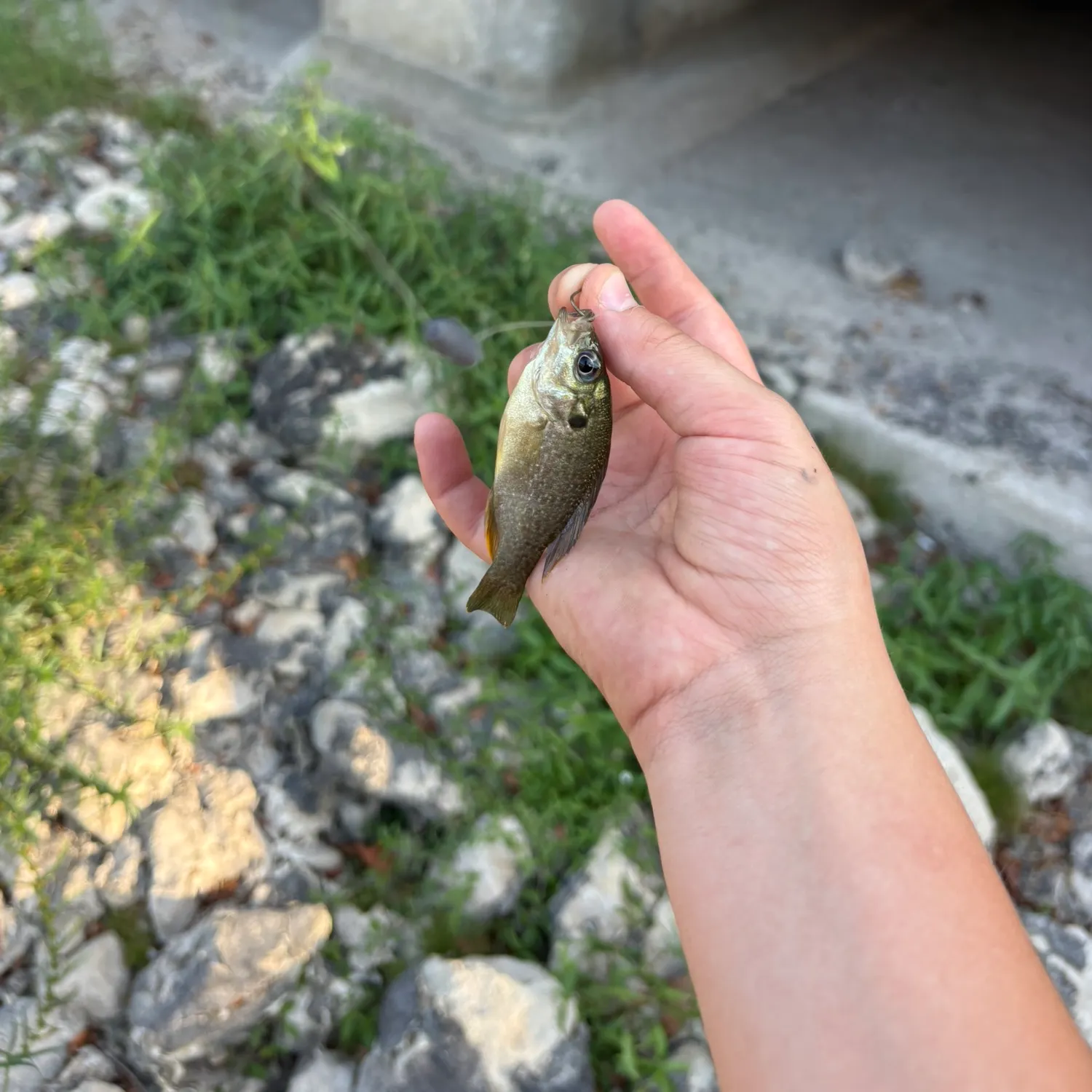 Fish caught on Fishbrain