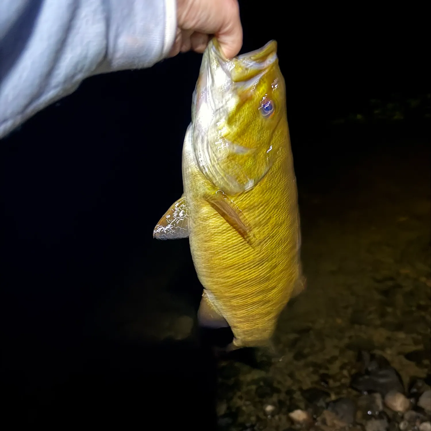 Smallmouth bass caught on Fishbrain