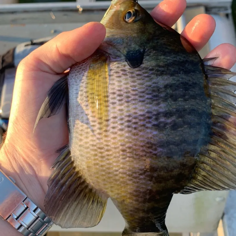 Bluegill caught on Fishbrain