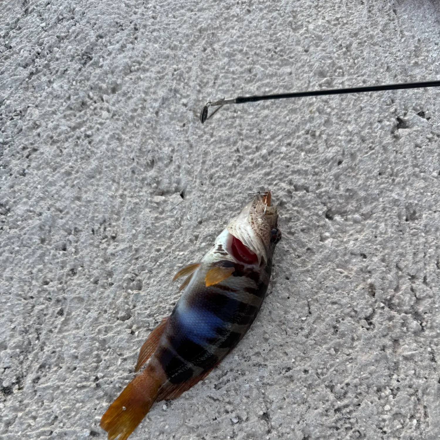 The most recent Painted comber catches on Fishbrain