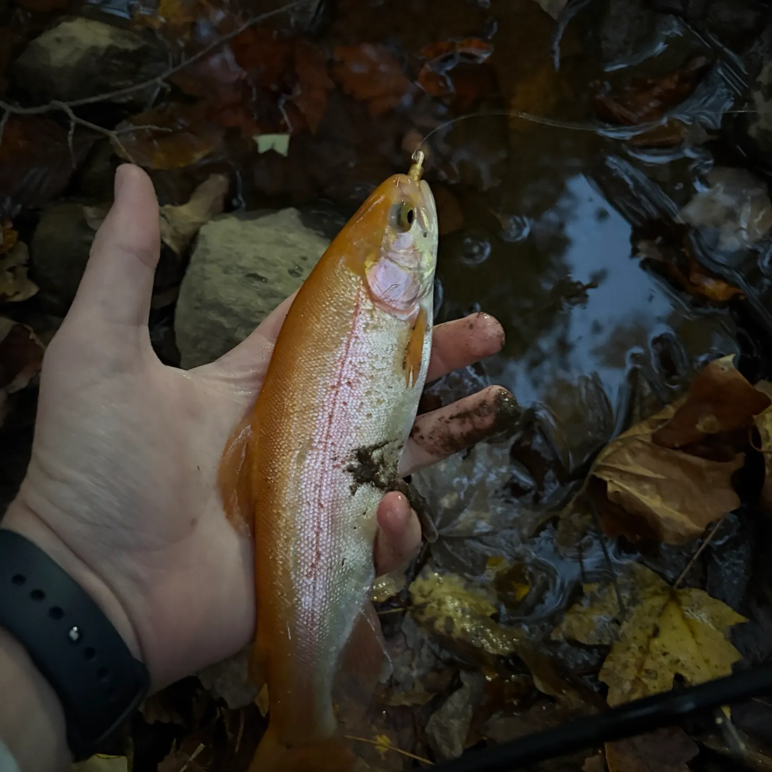 Golden rainbow trout caught on Fishbrain