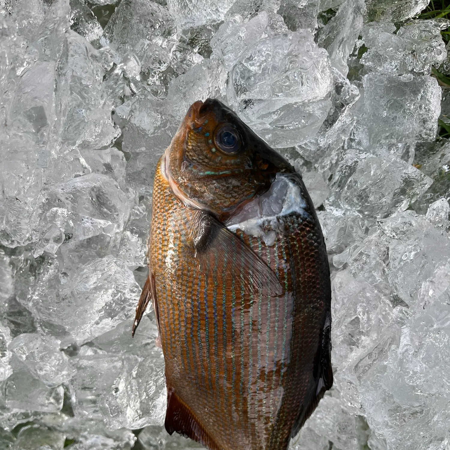 The most recent Striped seaperch catches on Fishbrain