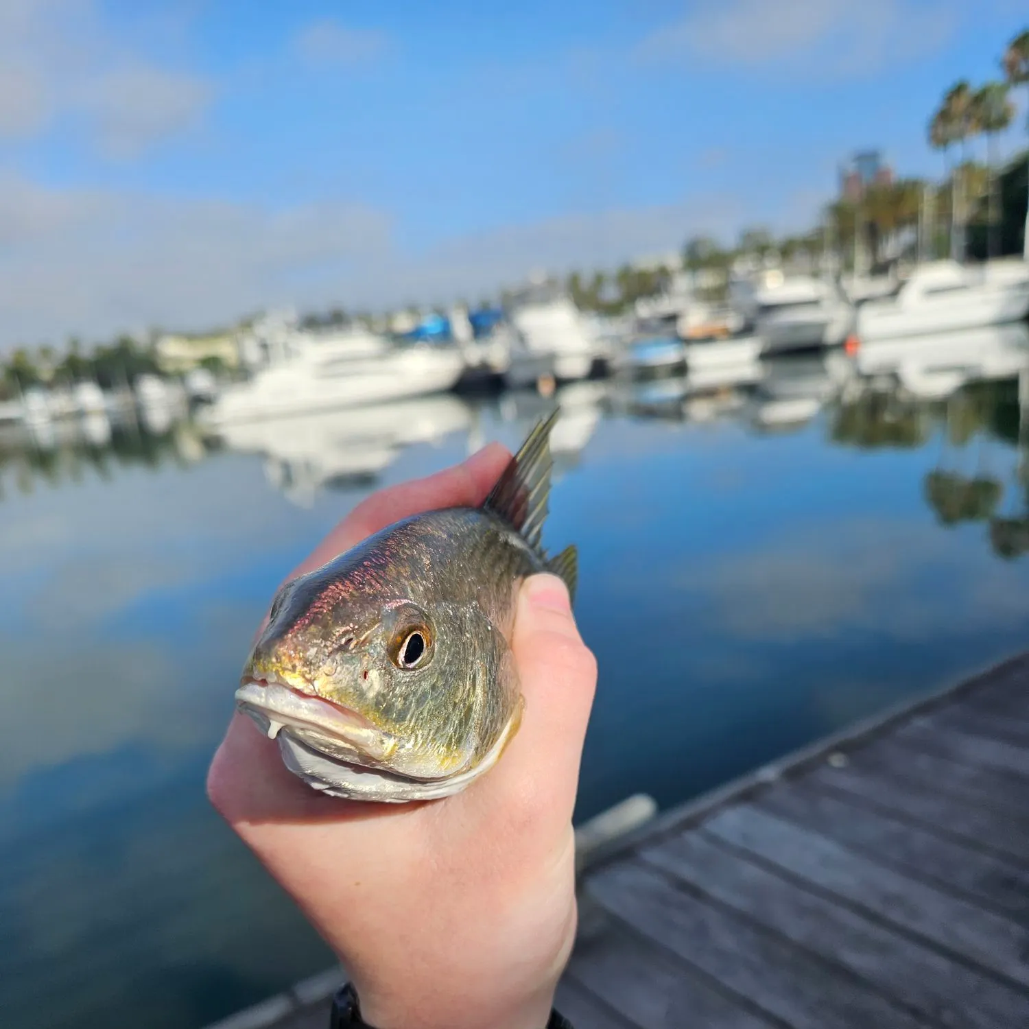 catch