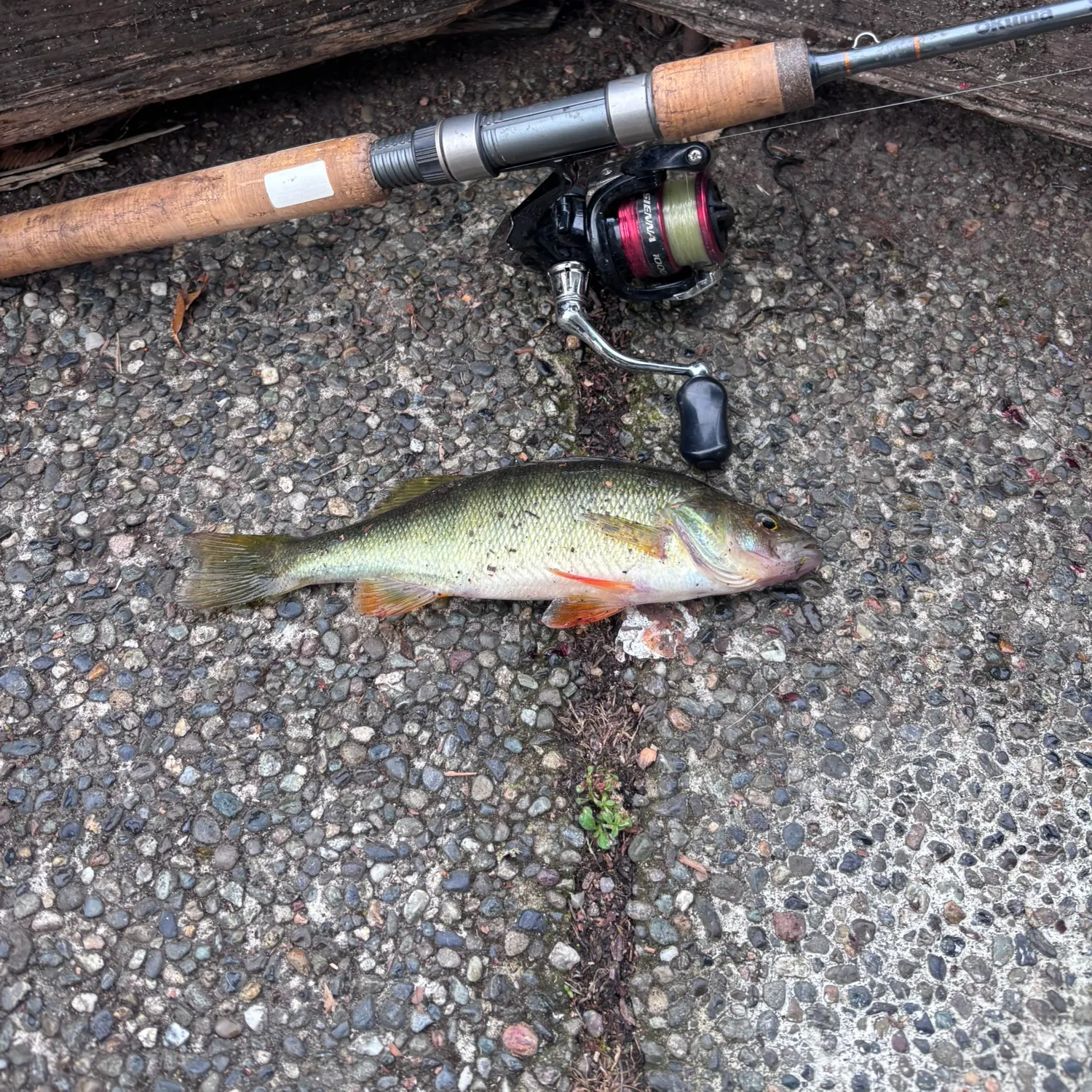 Yellow perch caught on Fishbrain