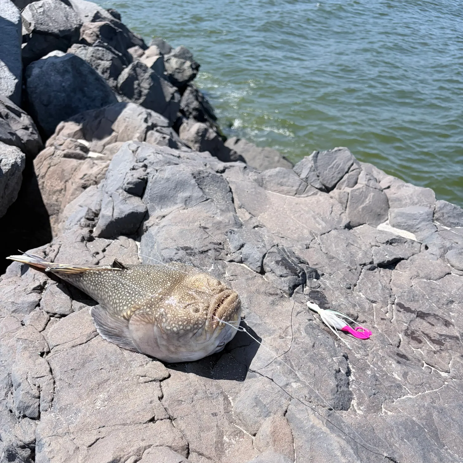 The most recent Northern stargazer catches on Fishbrain