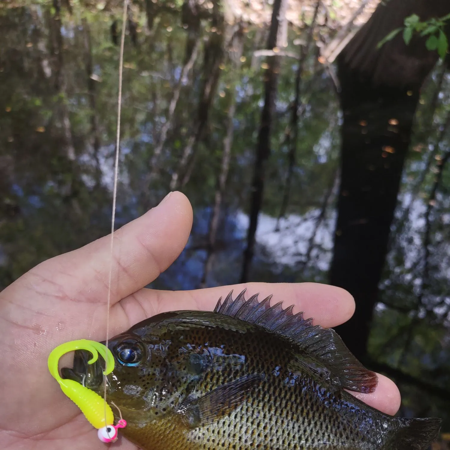 The most recent Spotted sunfish catches on Fishbrain