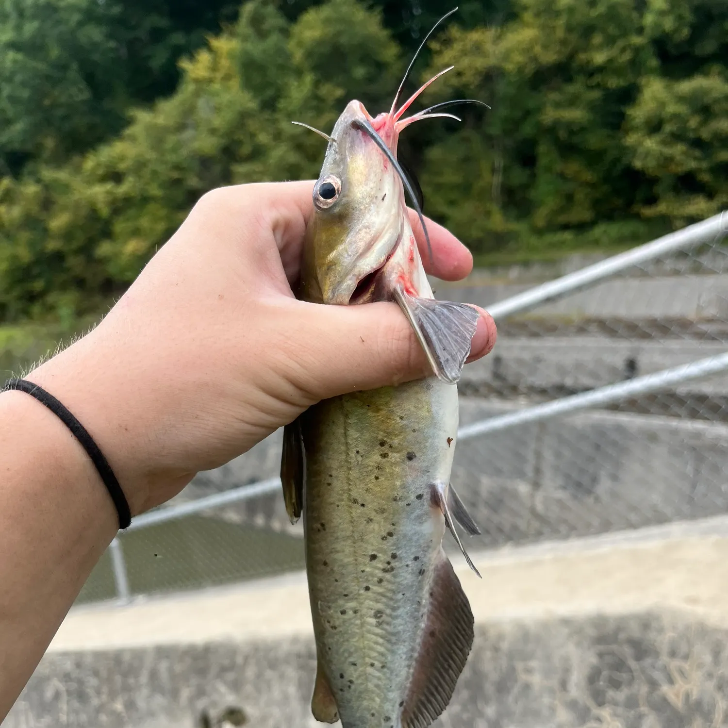 Channel catfish caught on Fishbrain
