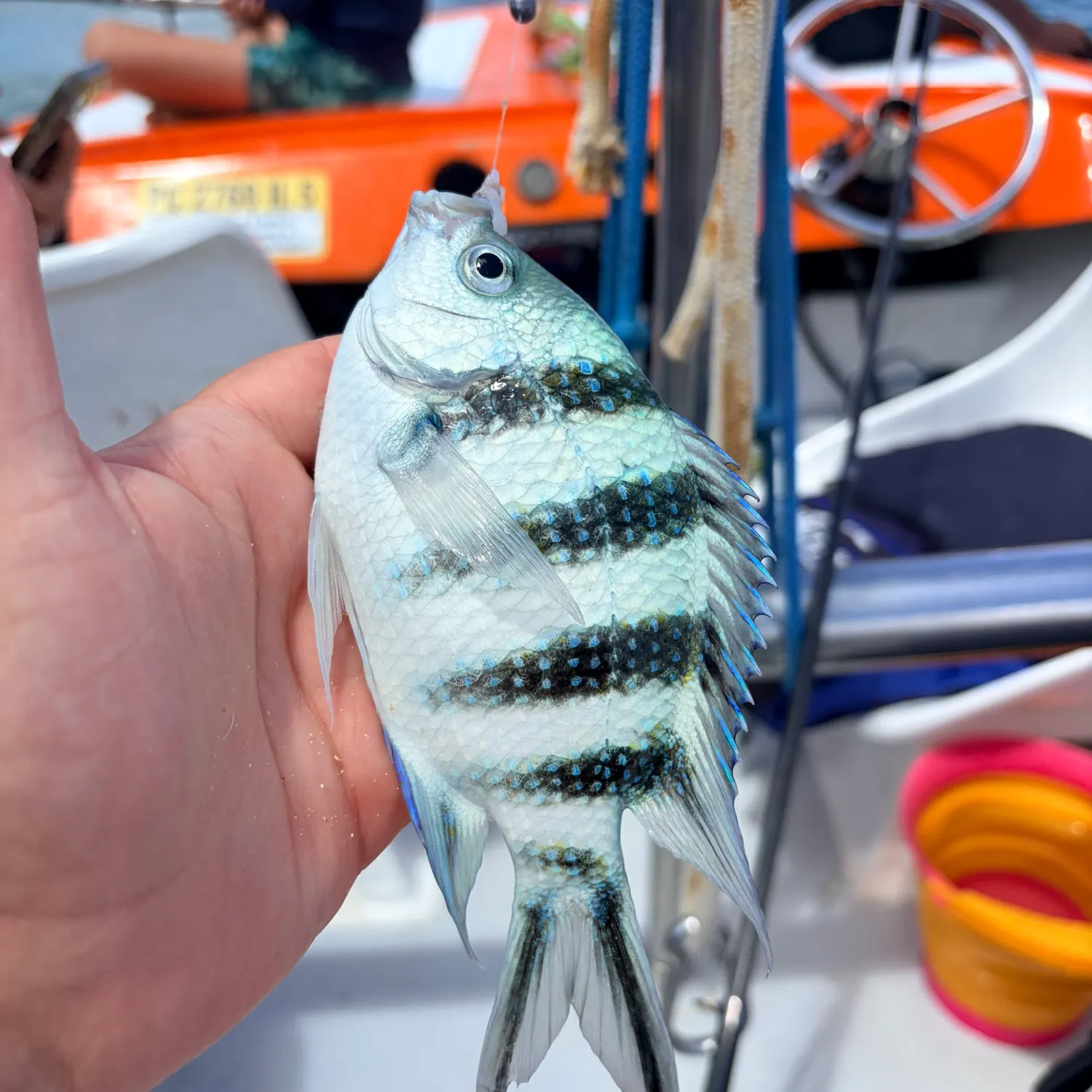 The most recent Scissortail sergeant catches on Fishbrain