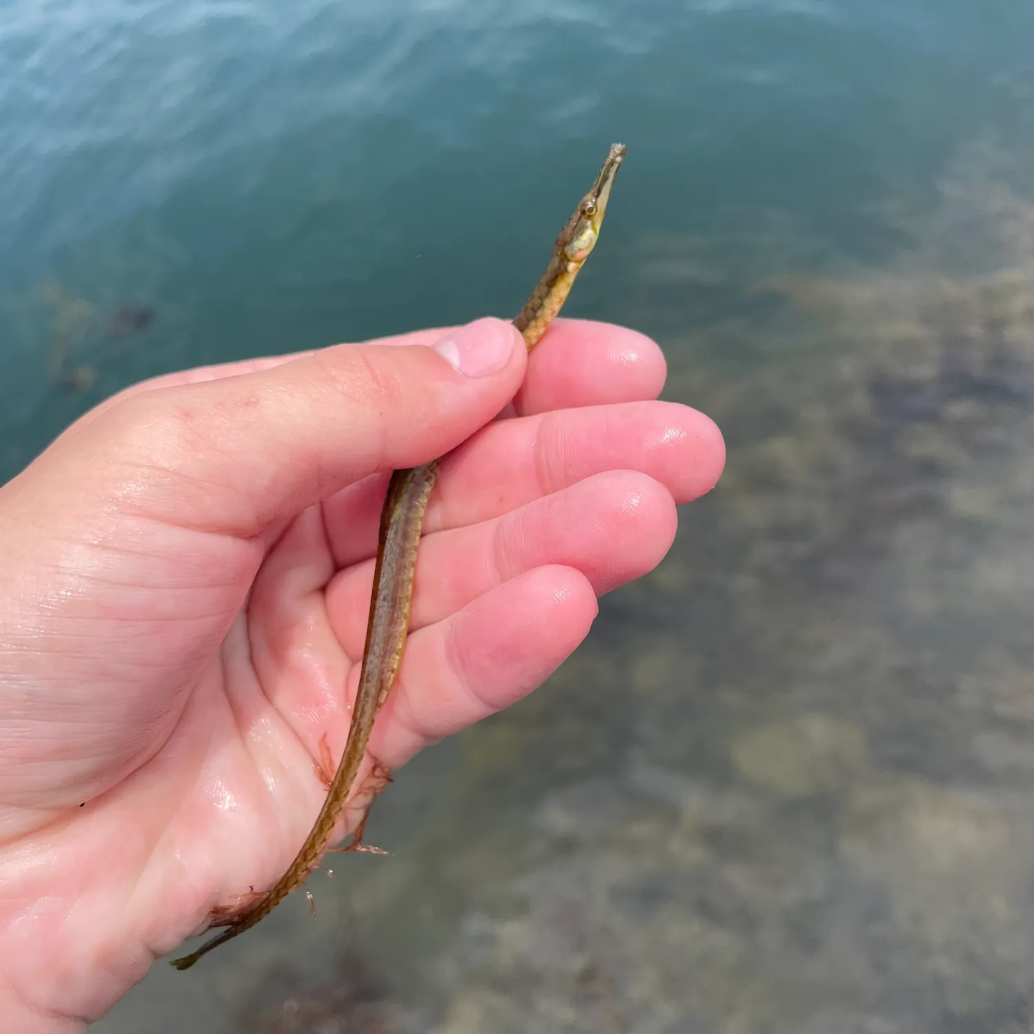 The most recent Northern pipefish catches on Fishbrain
