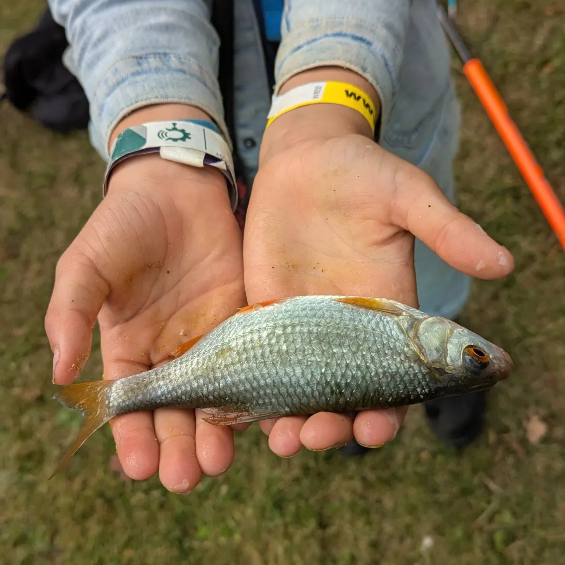 Common roach caught on Fishbrain