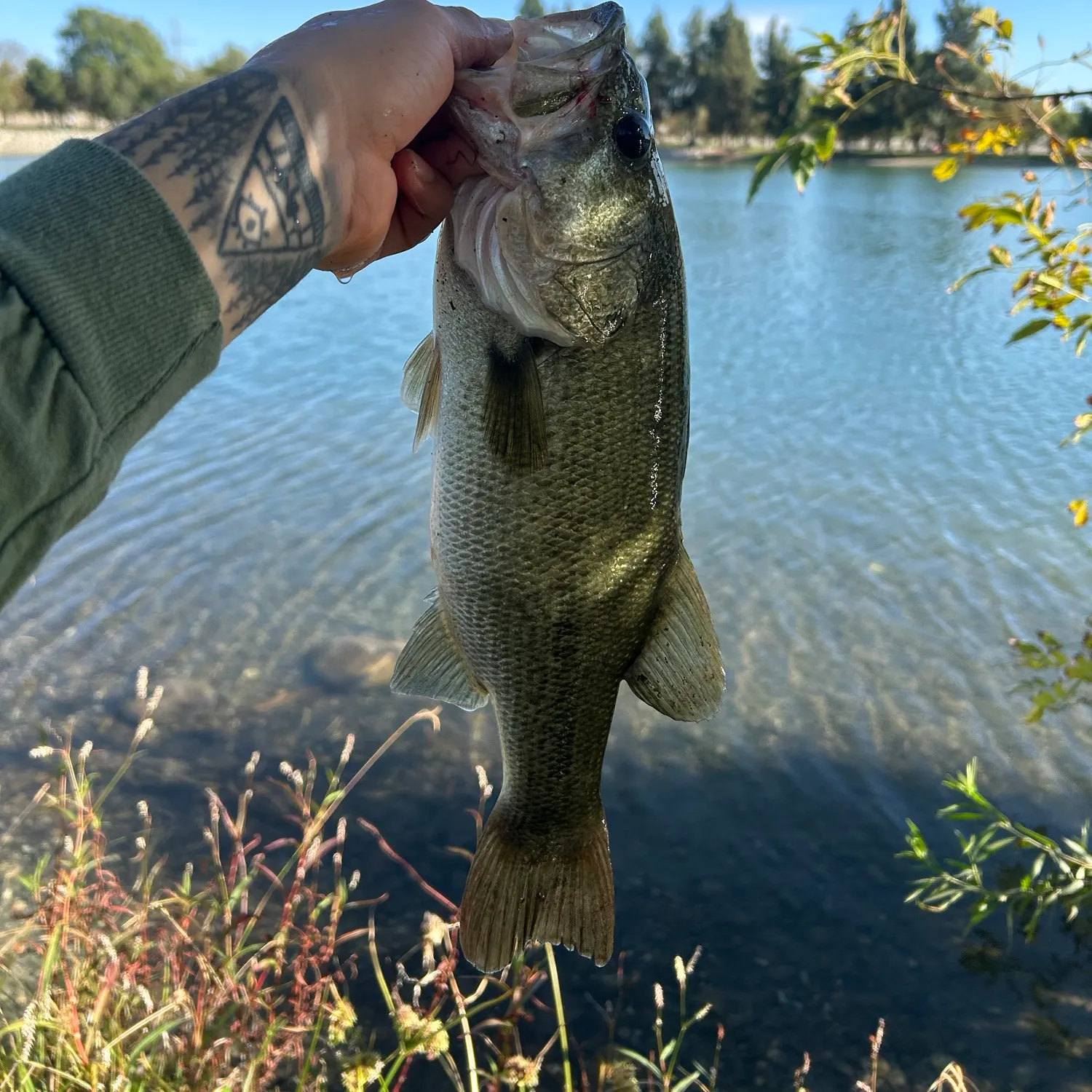 Largemouth bass caught on Fishbrain