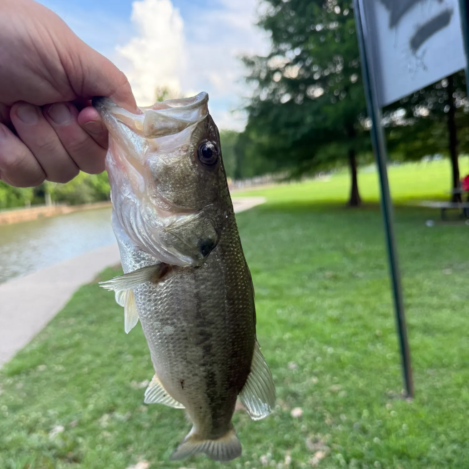 angler catch