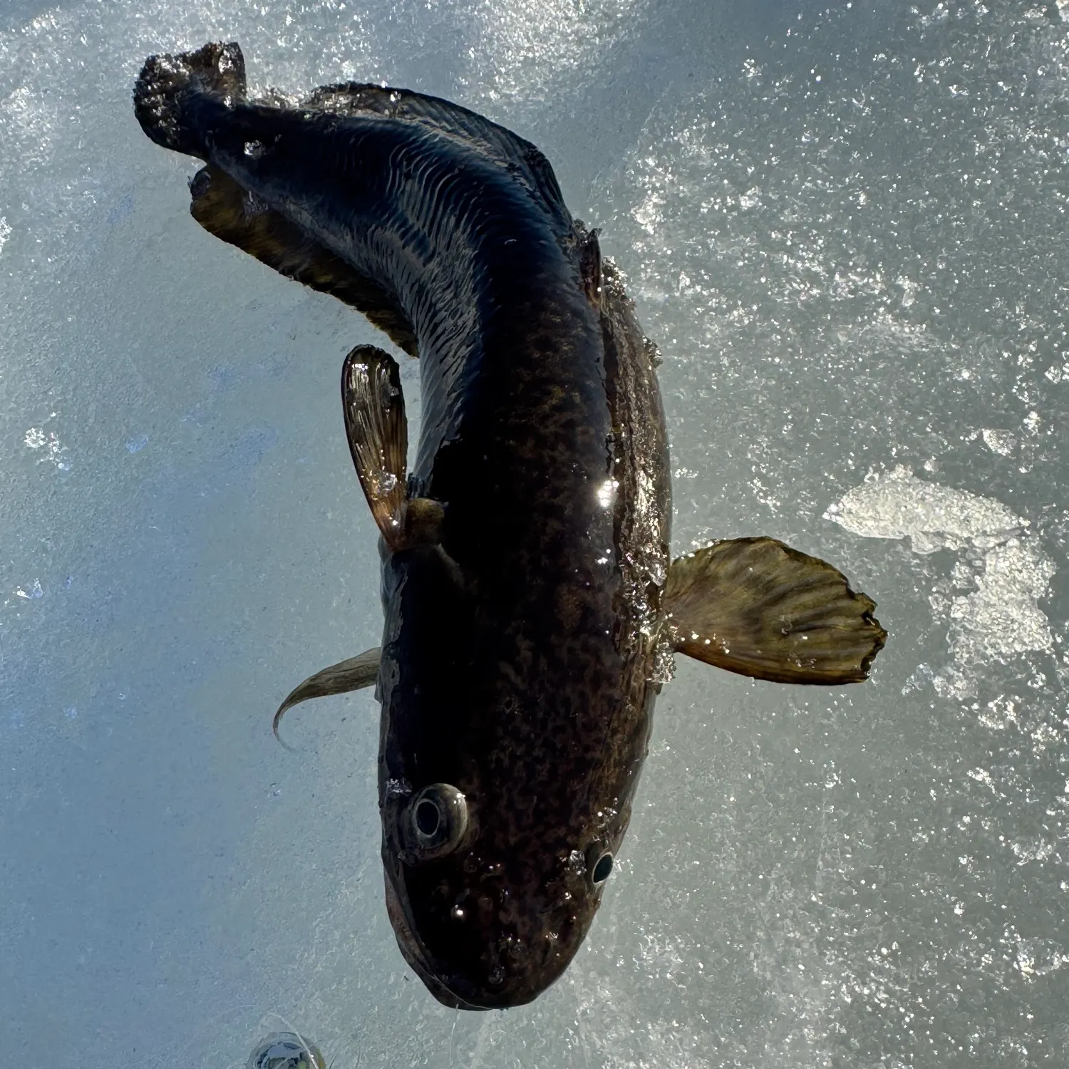 The most recent Tusk catches on Fishbrain