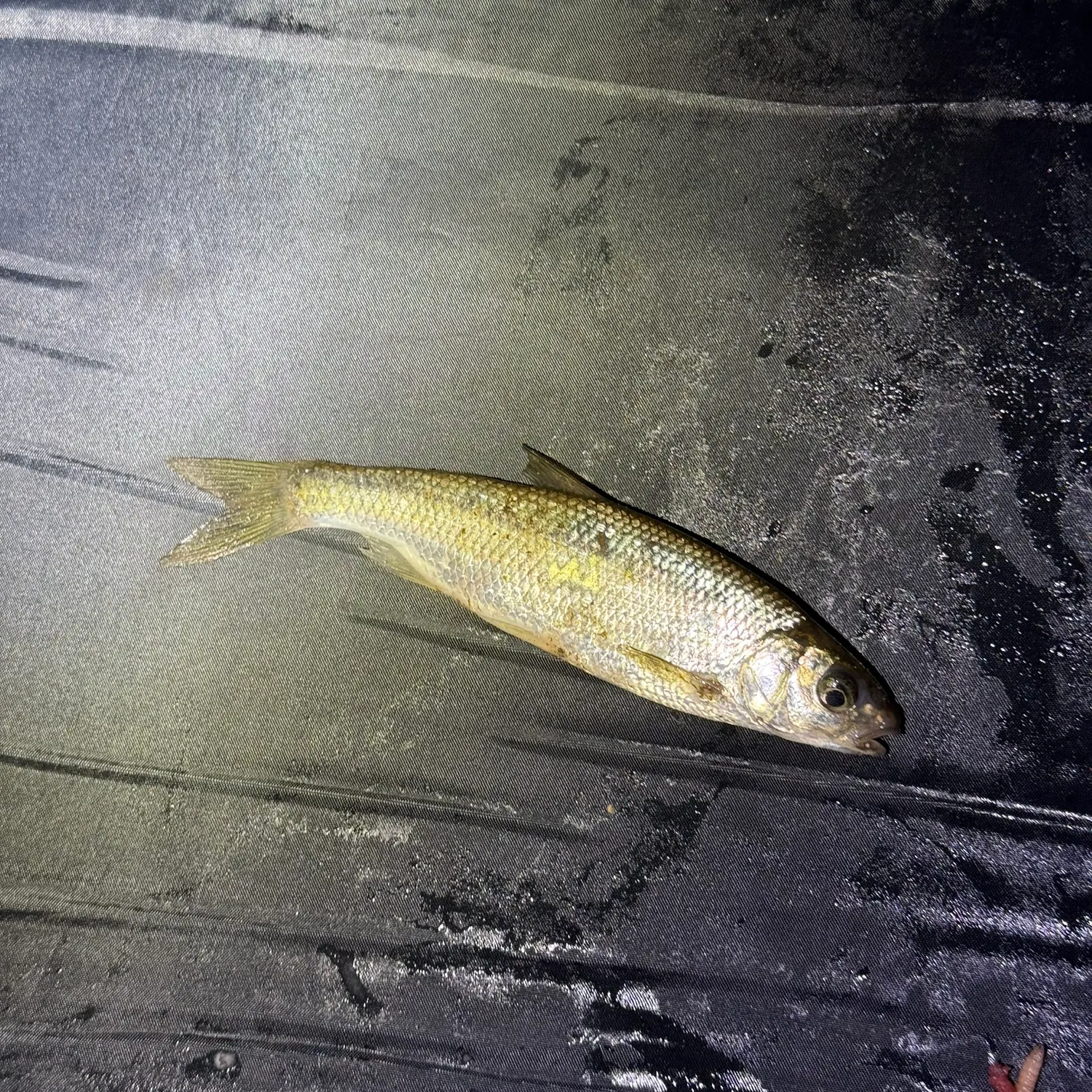 European chub caught on Fishbrain