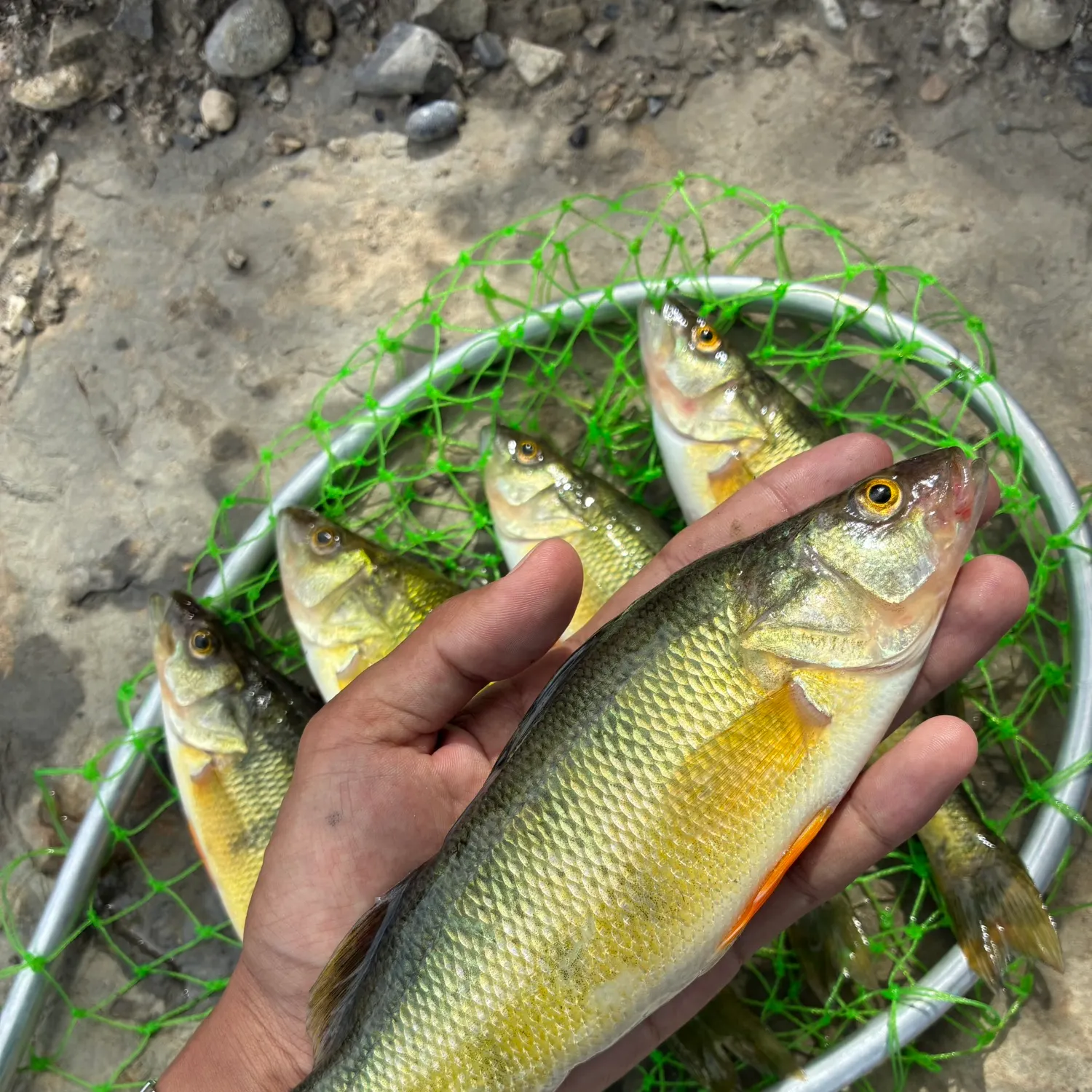 Yellow perch caught on Fishbrain