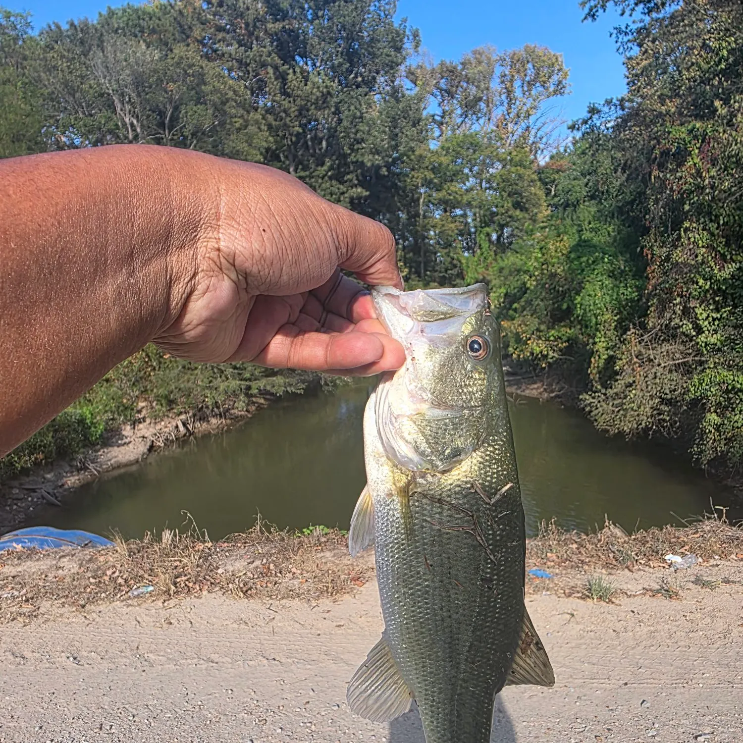 The most recent Largemouth bass catches on Fishbrain