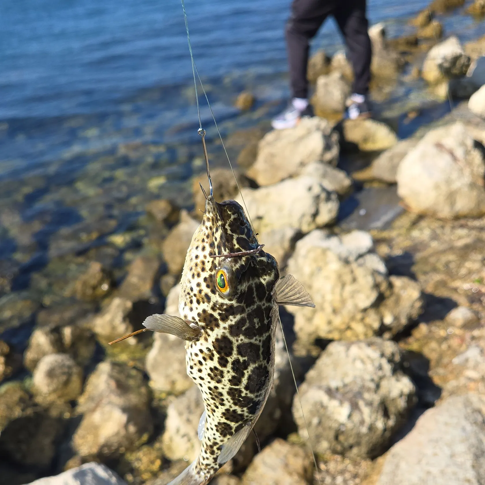 The most recent Checkered puffer catches on Fishbrain