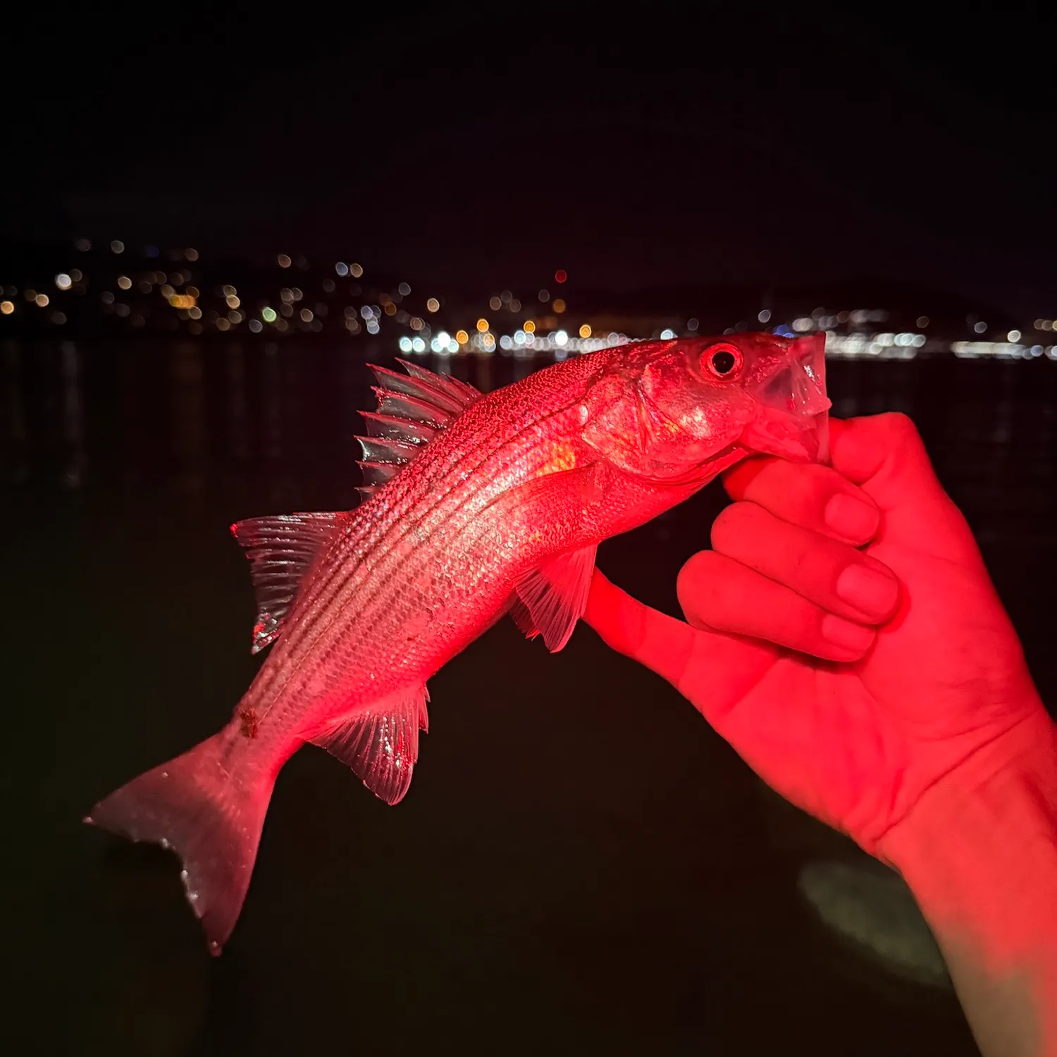Vermilion rockfish caught on Fishbrain
