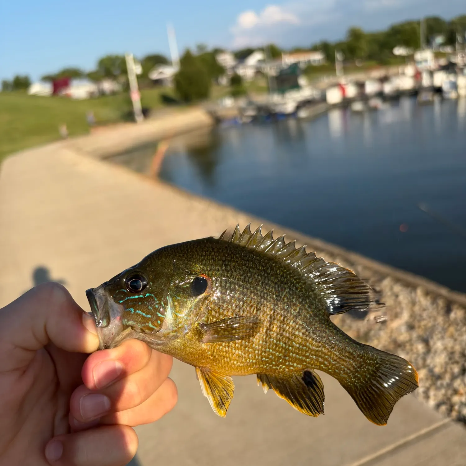 catch