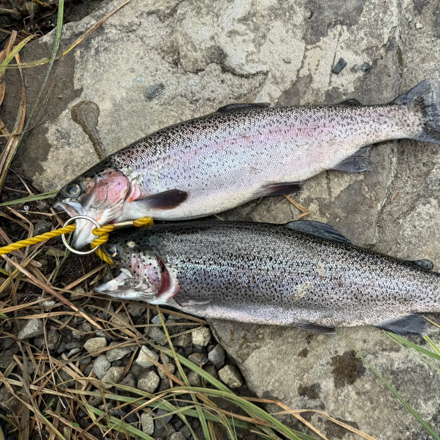 Rainbow trout caught on Fishbrain