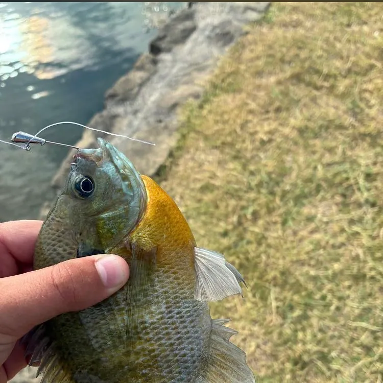 Bluegill caught on Fishbrain