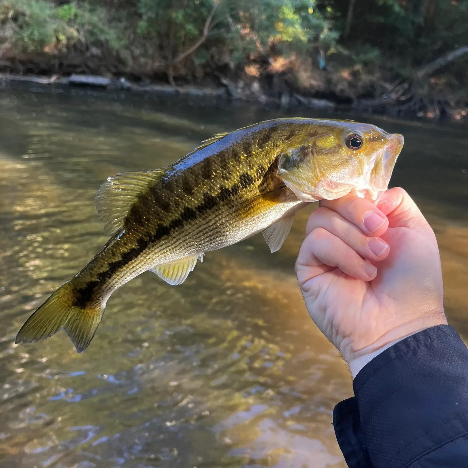Spotted bass caught on Fishbrain