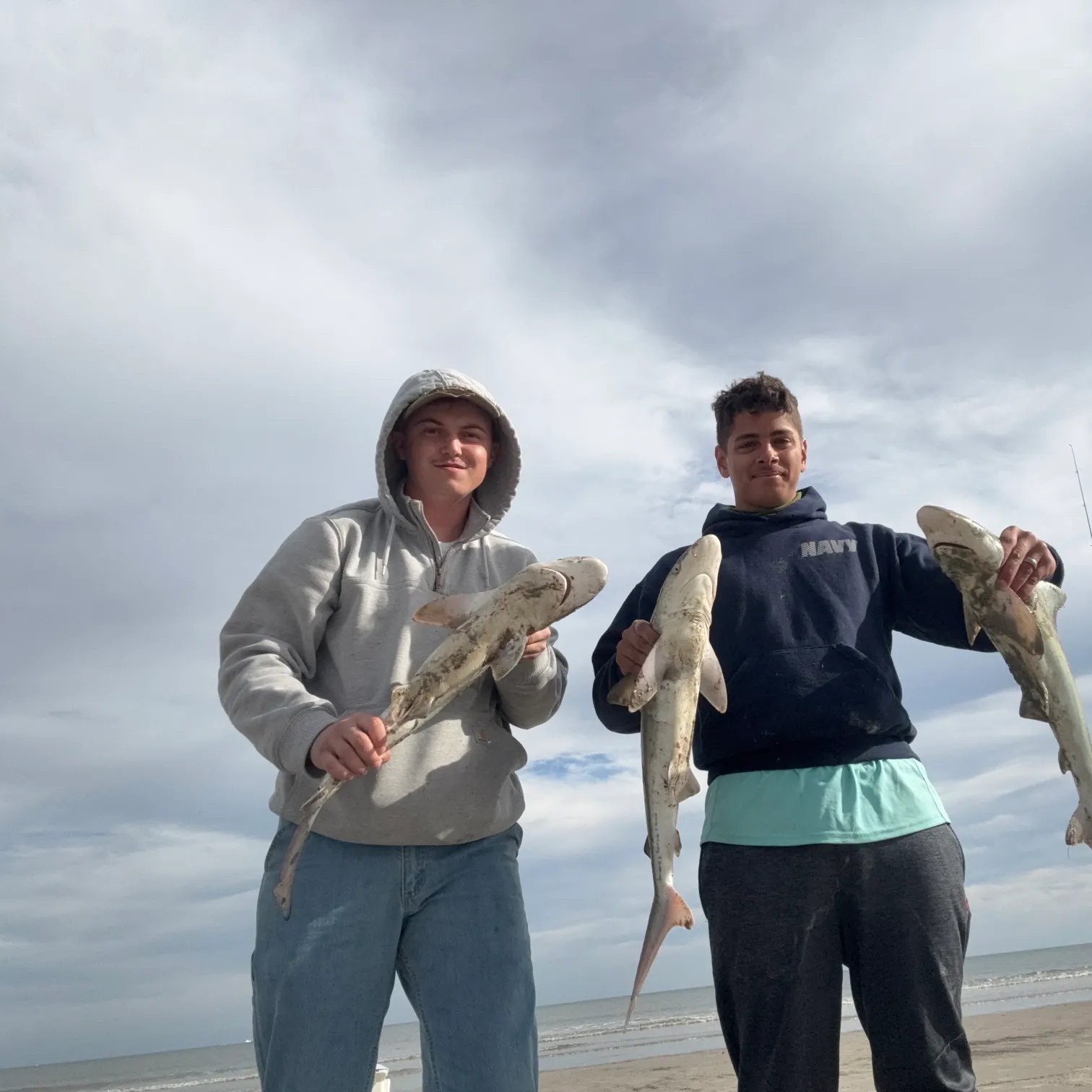 The most recent Blacktip shark catches on Fishbrain