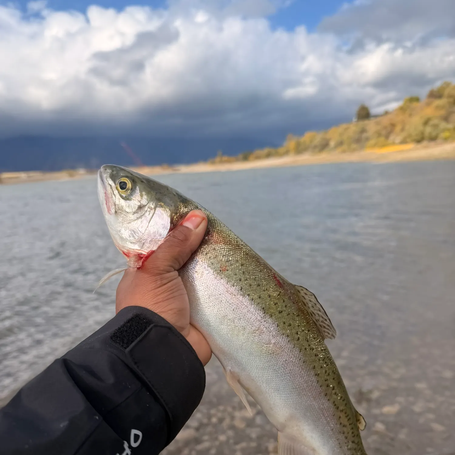 Steelhead caught on Fishbrain