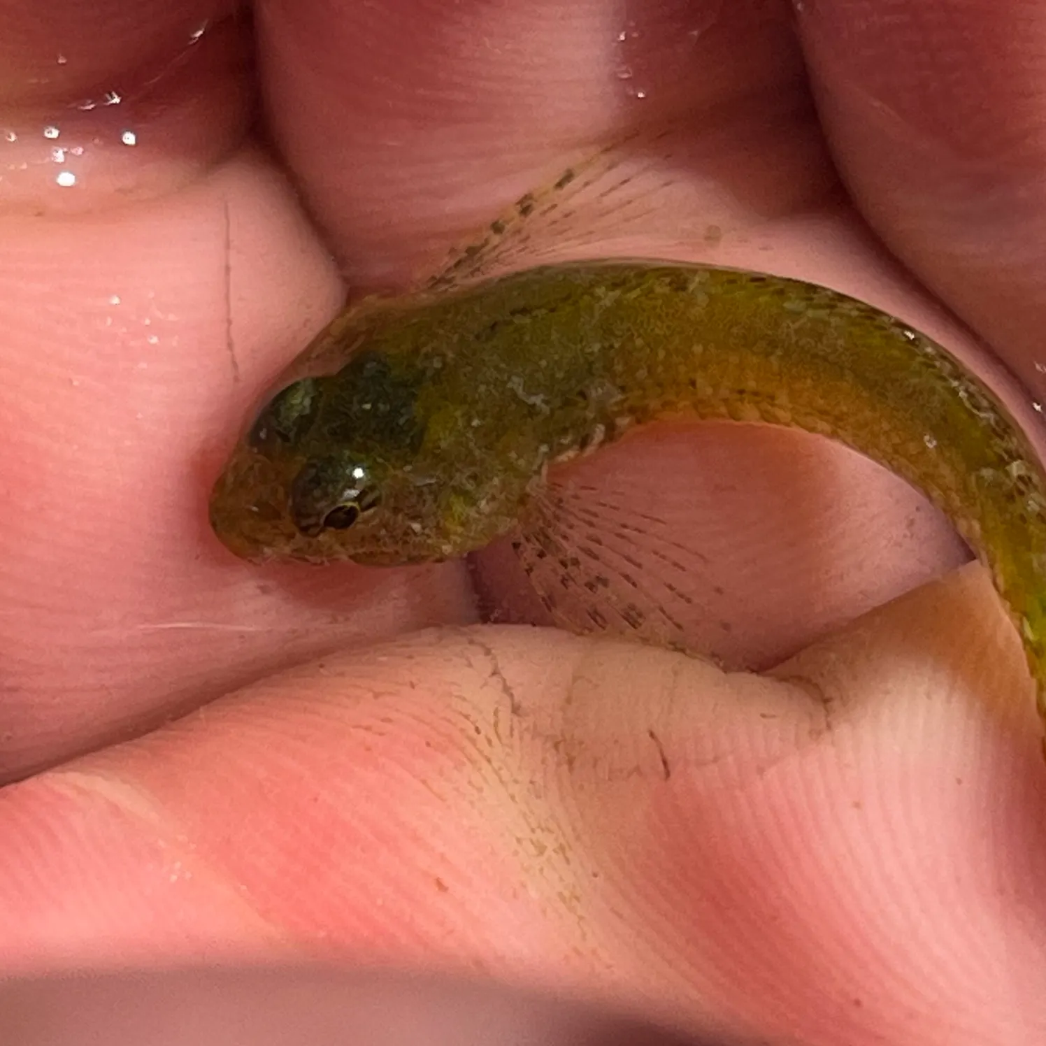 The most recent Tidepool sculpin catches on Fishbrain
