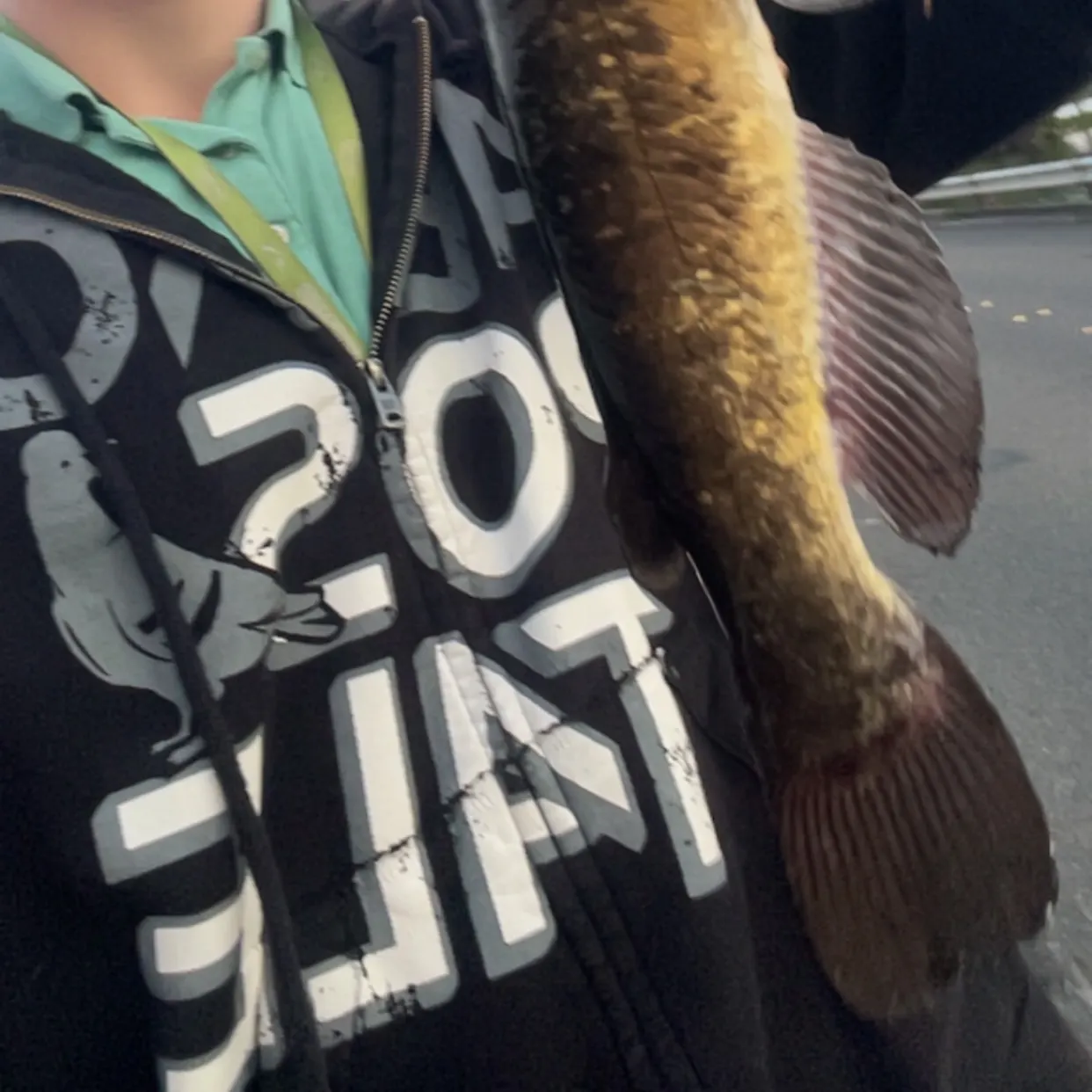 Brown bullhead caught on Fishbrain